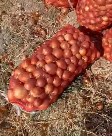 Piyoz (Лук) Sotiladi/