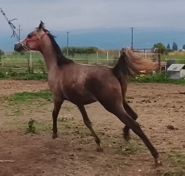 Armasar psa cu pedigree