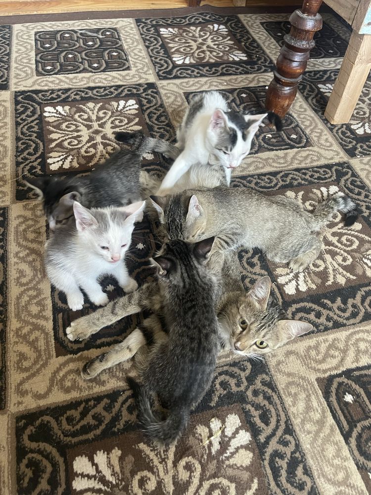 Yuvosh uy mushuklar bor 3 ta