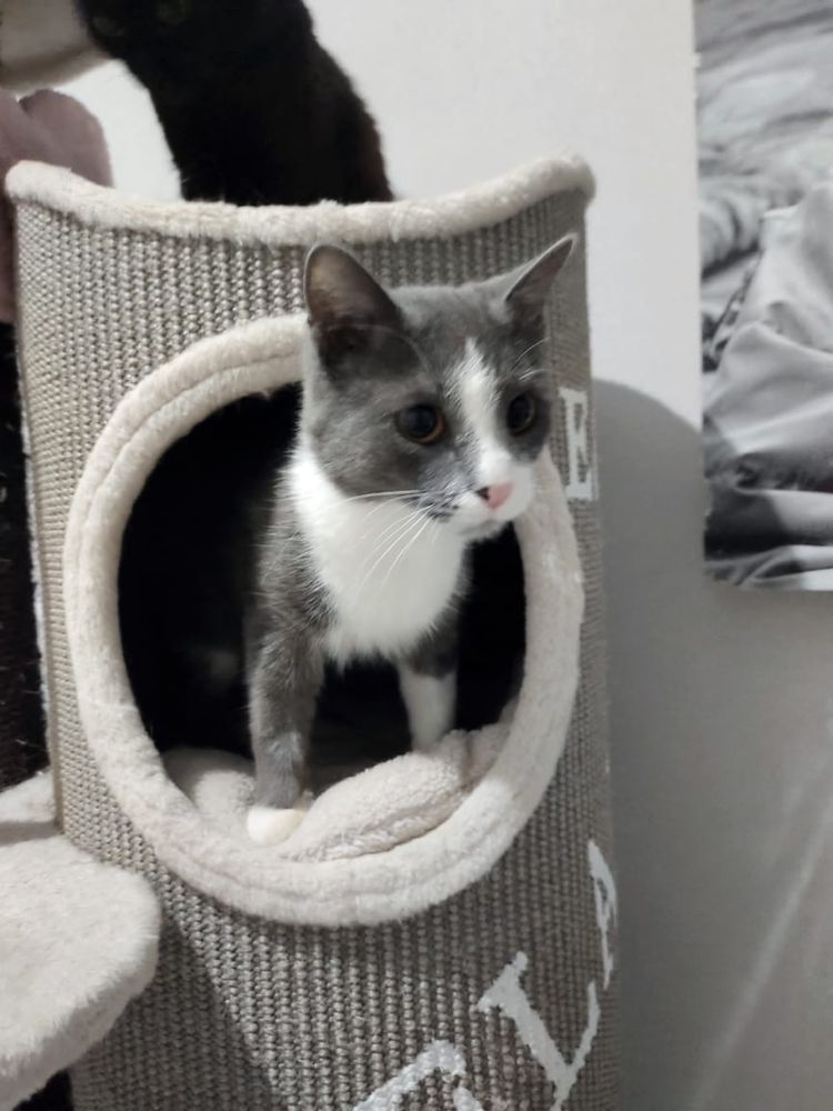СРОЧНО! Котик в добрые руки!