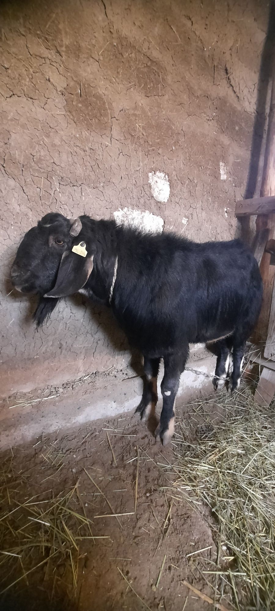 Заанен, альпиский тұқымды ешкілер лағымен