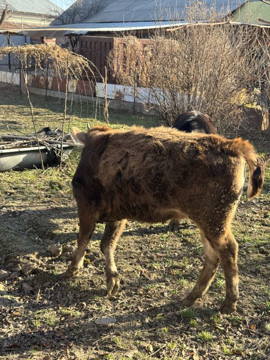 Продается бычок с телкой