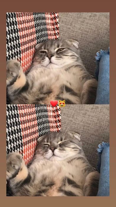 Шотландский вислоухий кот
