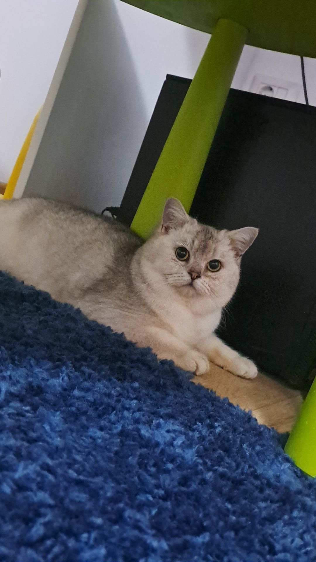 British shorthair chinchila(ns)Pedigree drept de monta!oferta luna Ma
