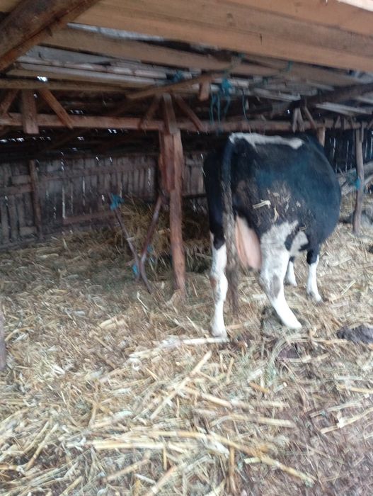 Vând vacă gestantă