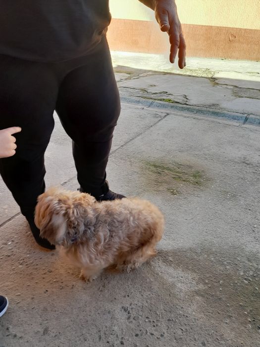 Catea de rasa cu carnet