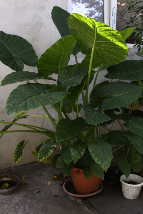 Plantă decorativă Colocasia – „Ureche de elefant”