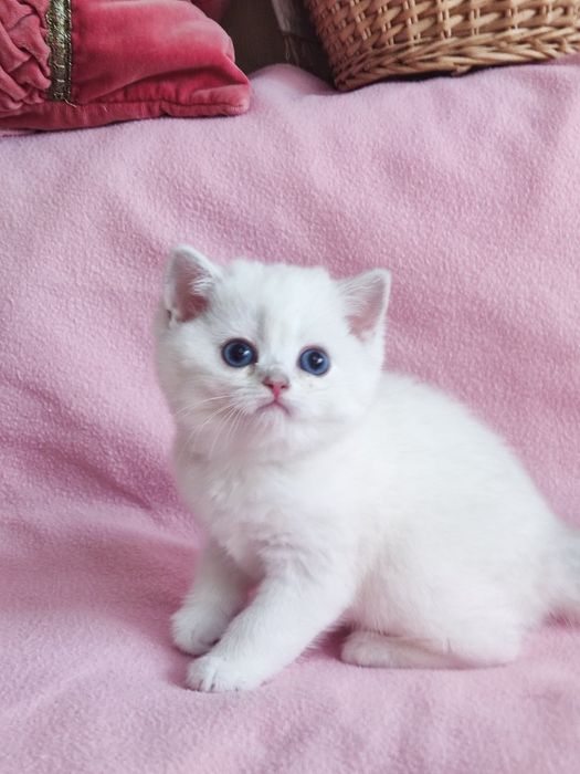 British shorthair NS 11 33  cu ochi  albaștri.