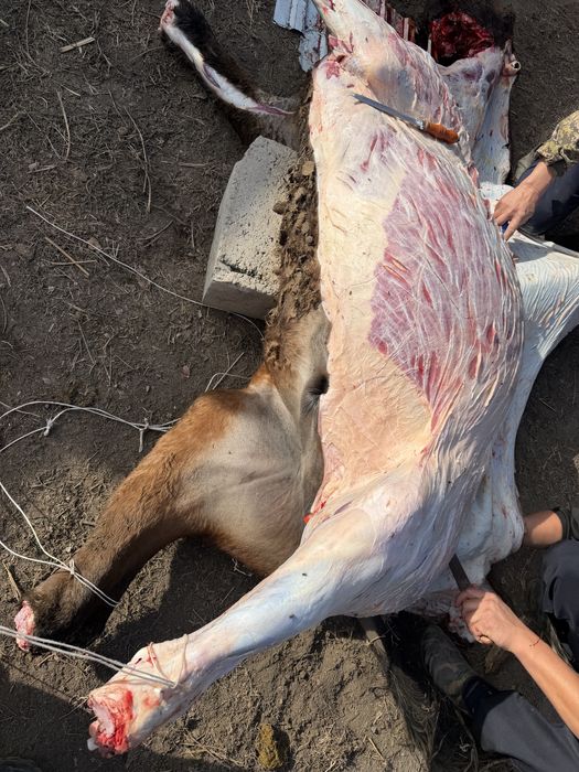 Жас мал ЖЫЛҚЫ еті сатылады таза откормда баиланған уколсыз таза