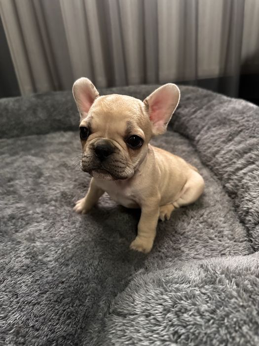 Pui Bulldog Francez Mascul Maro Deschis