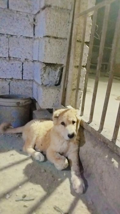 Urĝochi alabaychalar sotiladi ikki oylikdan utdi