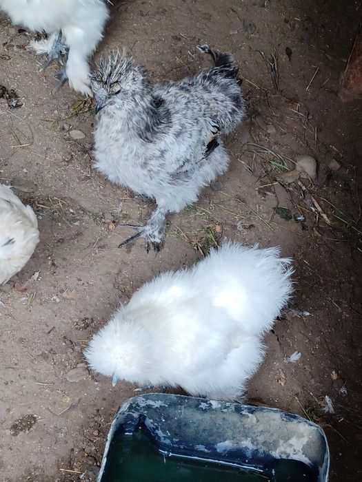 Vand gaini și cocoși