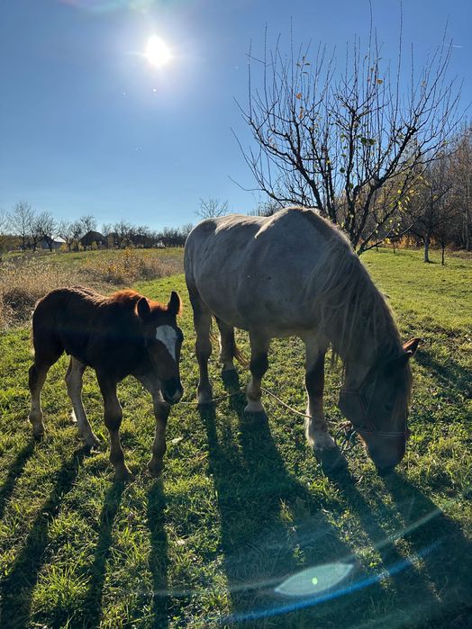 Vând 2 cai și un mânz + echipamente complete