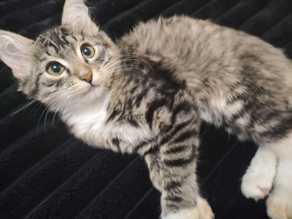 Отдам даром котенка девочку