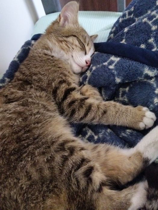 Ищем дом для кота