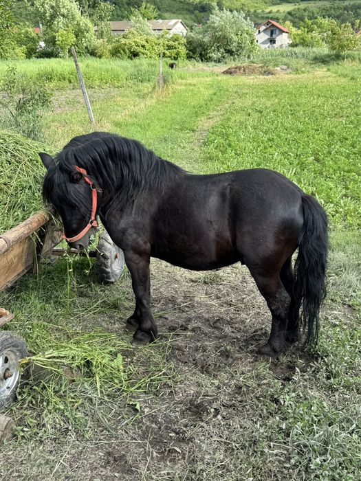 Vând ponei armăsar