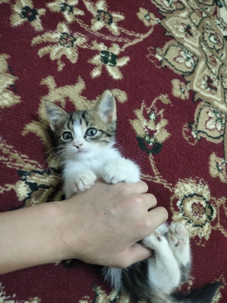 Котёнок 1,5 месяца