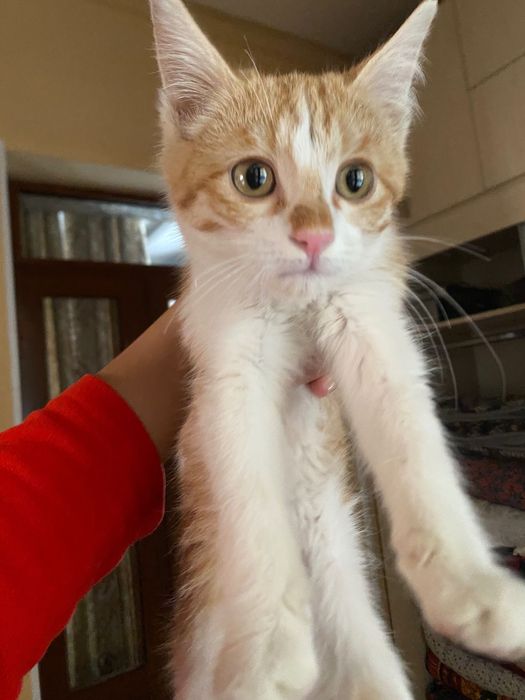 Котята в хорошие руки . Mushuklar