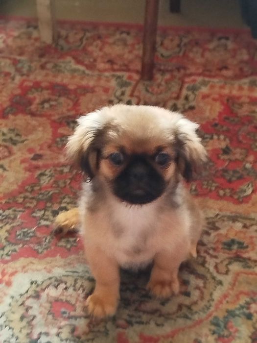 Продаётся  чистокровный щенок породы "Пекинес"