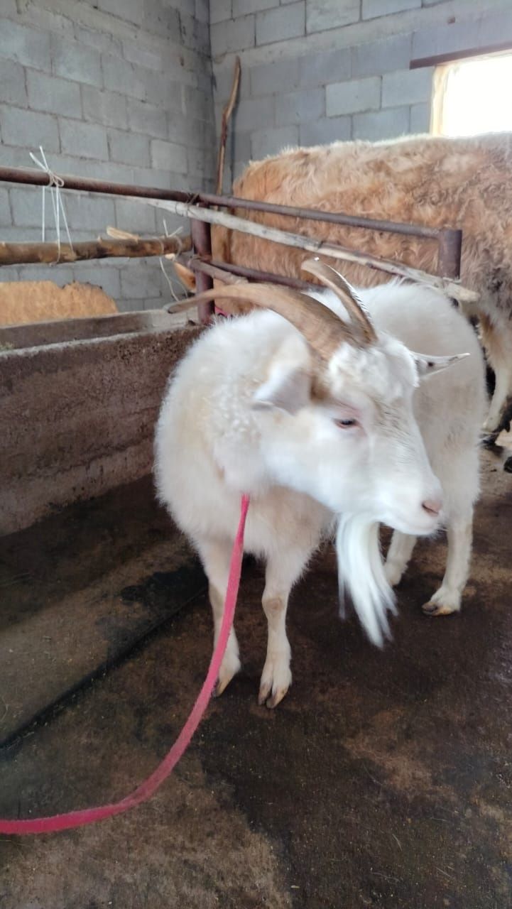 Продам козу дойную