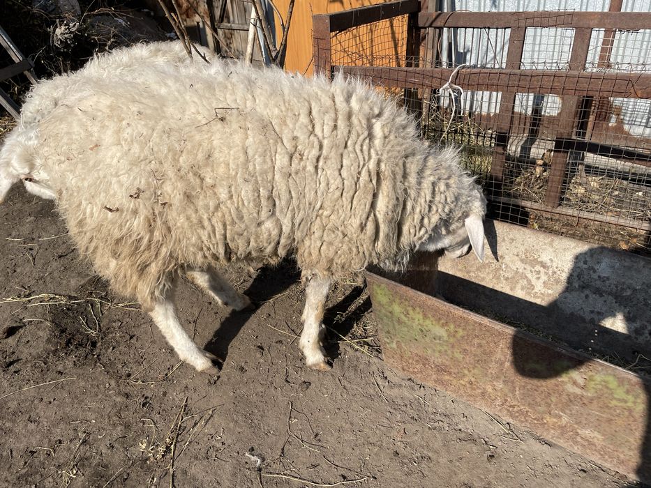 Продам молодых кошкарчиков