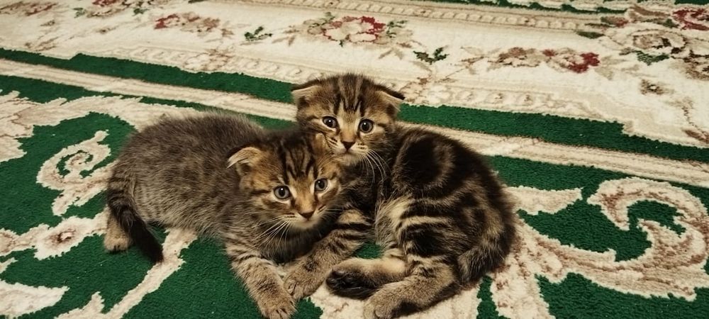 Котята бесплатно