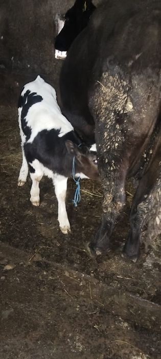 Vaca angus cu vitel belgian