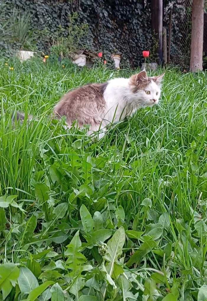 Подарявам 6-месечно женско коте