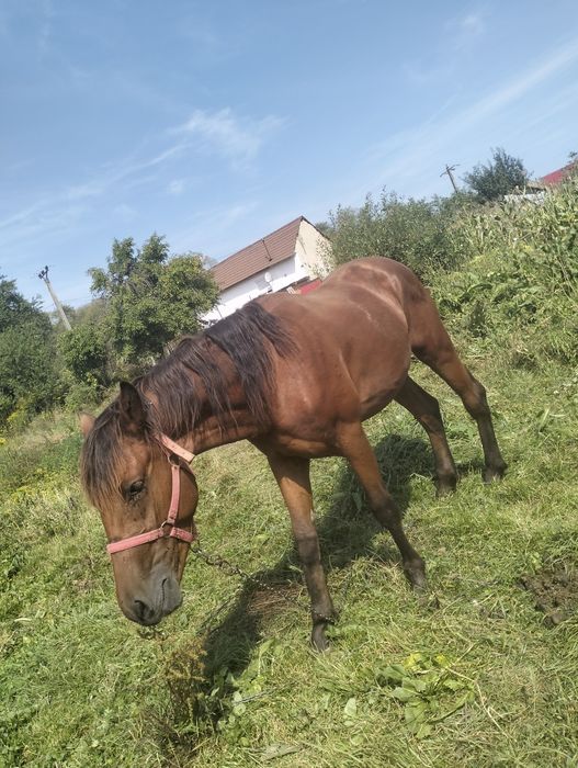 Vand harmasar de 2ani