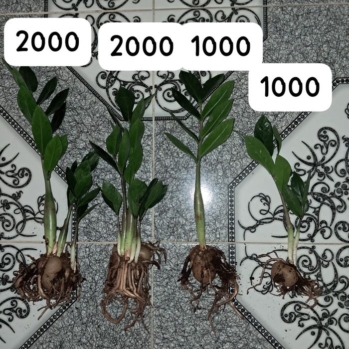 Отростки доллара