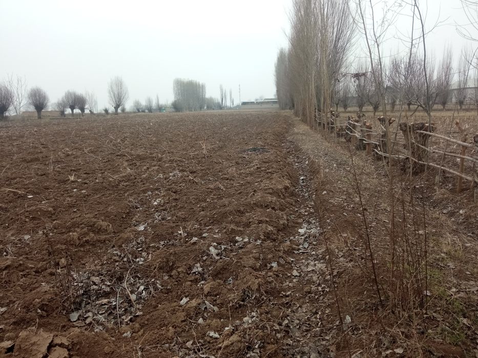 20 Soʻtix yer maydoni