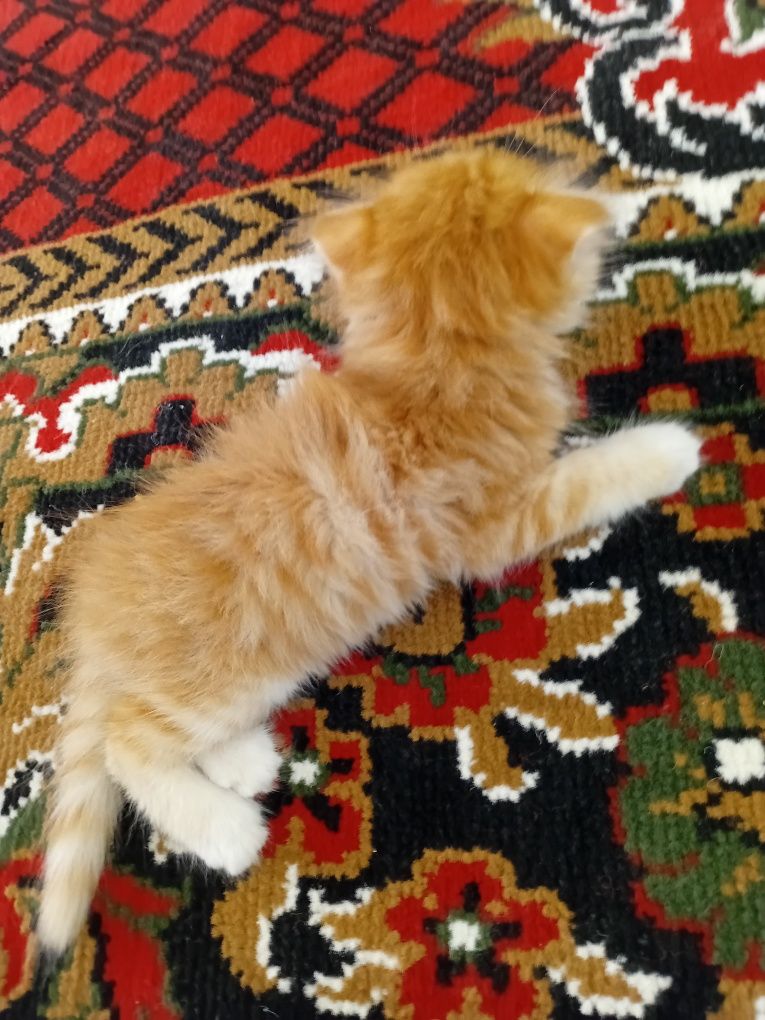 O‘rgatilgan uy mushugi. Zotli