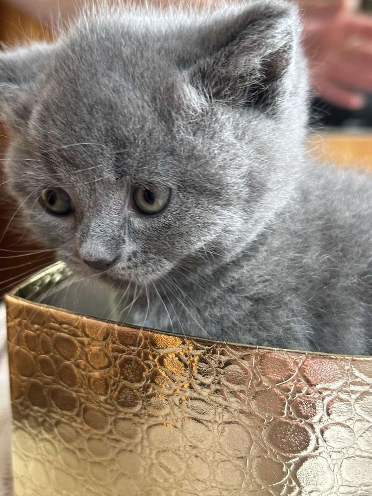 Британски котета