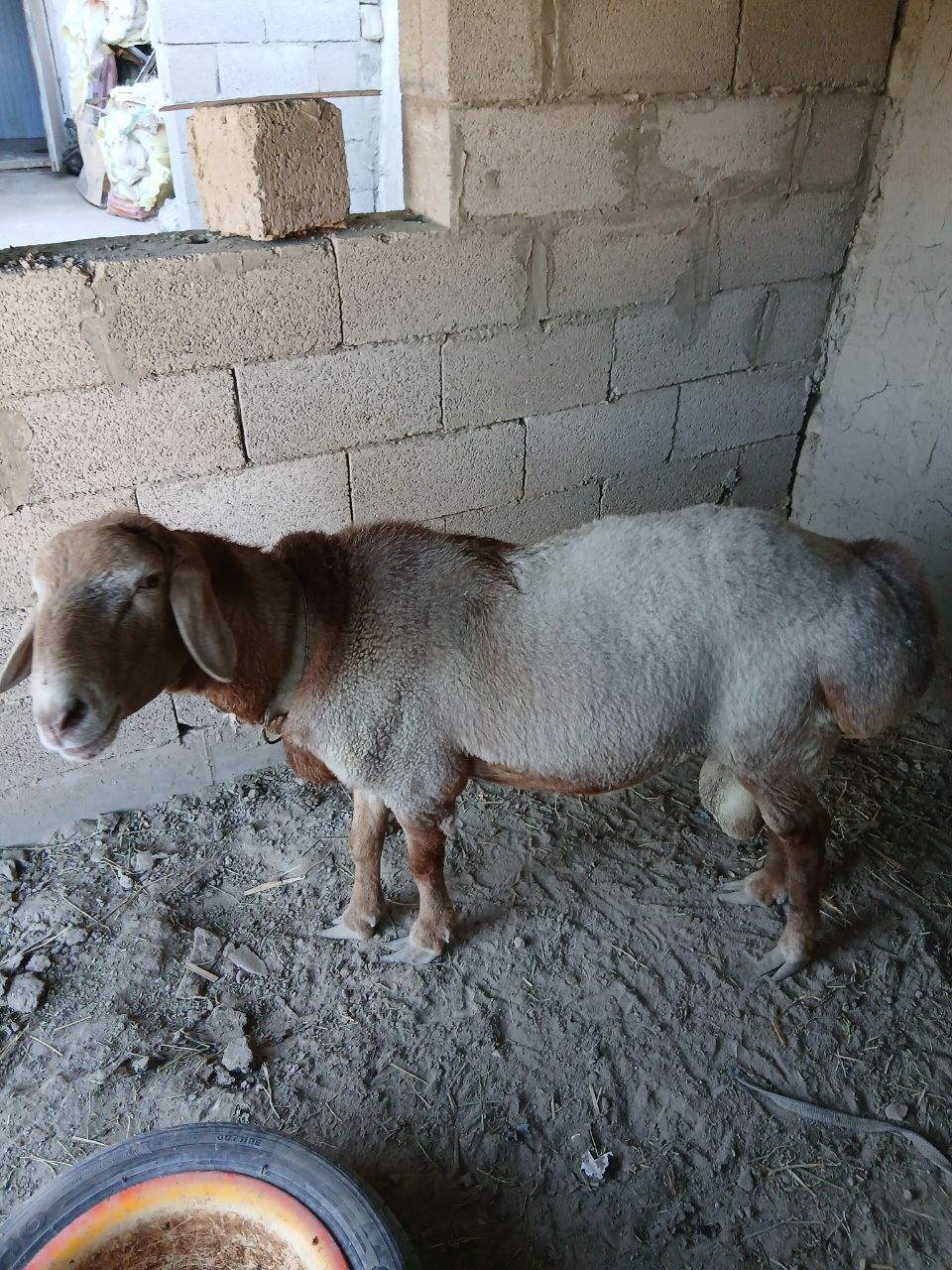 Arashan Qo'chqor sotiladi