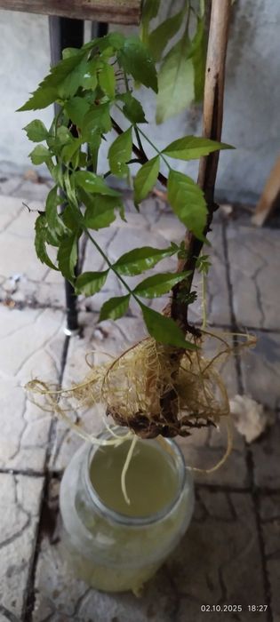 Филодендрон (Philodendron) / Сингониум (Syngonium)