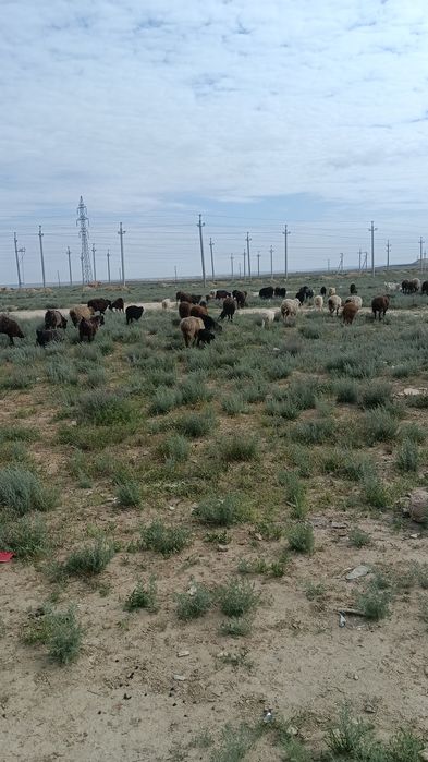 Семиз коилар сатылат