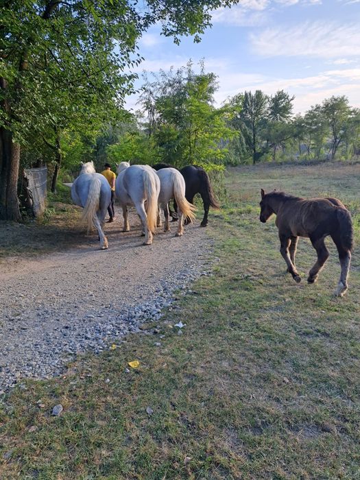 Iepe+mânji de vânzare, rasă Percheron