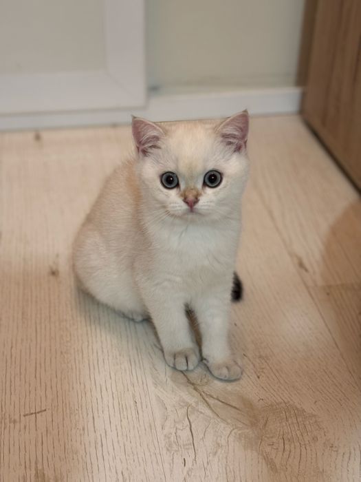 Късокосместа британка златна  чинчила  BRY