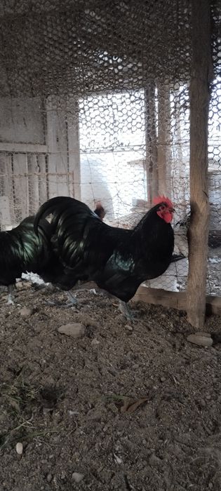 Cocosi Australorp, Brahma, Cochinchina