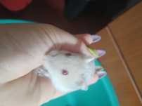 Se vând hamsteri