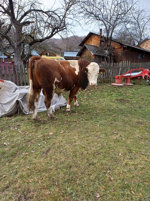Taur bălțată românească cu certificat de origine