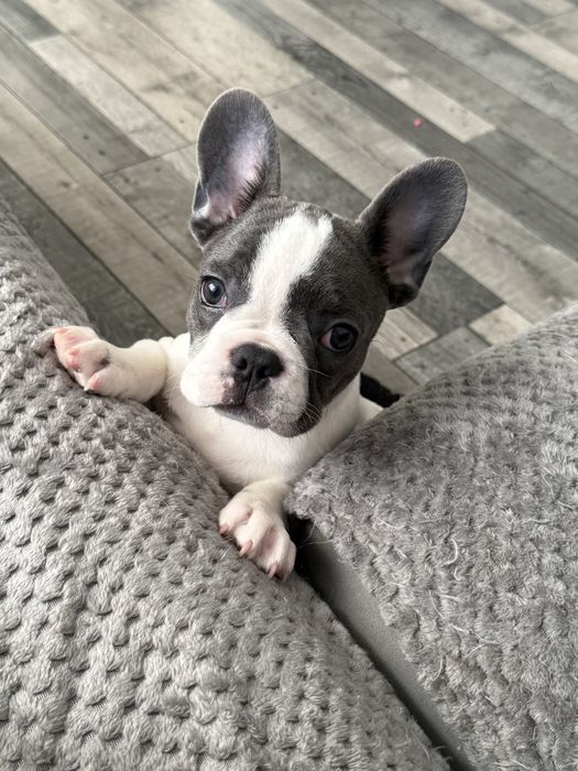 Bulldog francez mascul