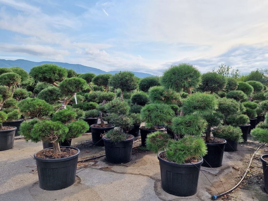 Bonsai din pin calitate extra