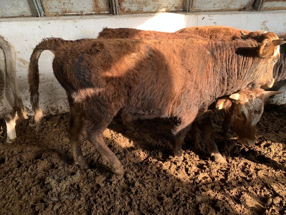 1.5 жасар бұқалар сатылады