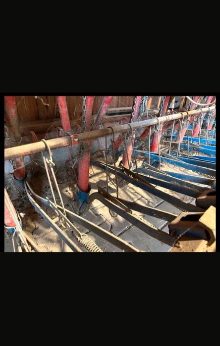 Semanatoare paioase stegsted