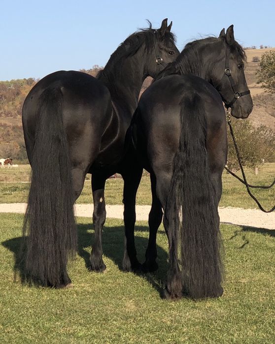 Iapa Friesian iepe Frizian