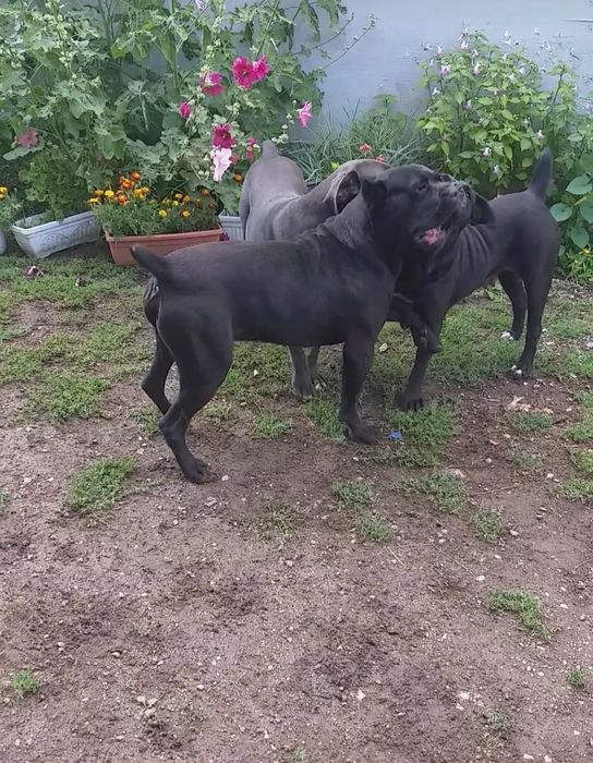 Кане Корсо Хубаво