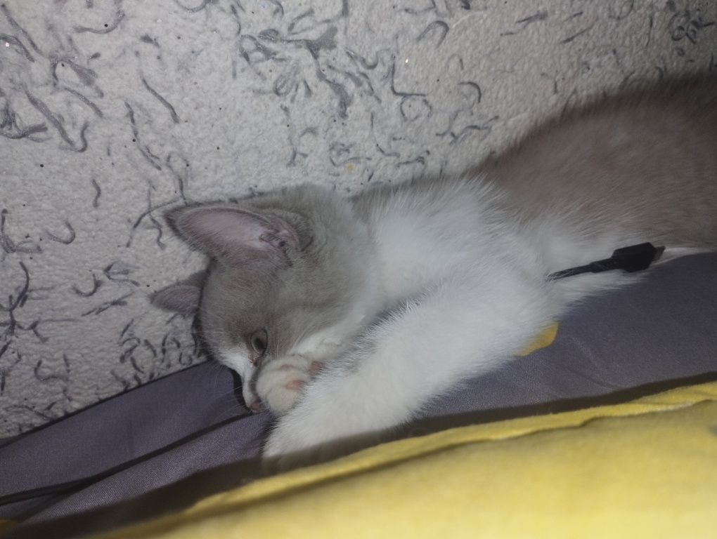 Muahuk sotiladi narxi 100$ Parodasi  British Longhair Bicolor