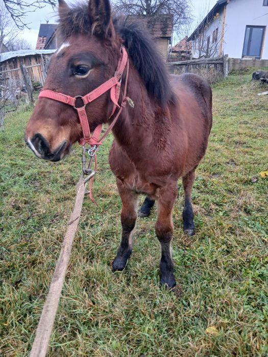 Schimb cu vaca vitei vitele