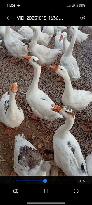 Парандалар сотилади г'озлар 1 йилик и 6 ойлик 35 дона